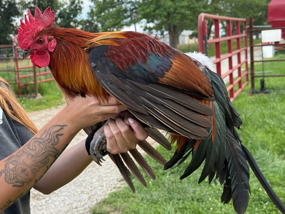 Black Breasted Red Phoenix lot, photo 1