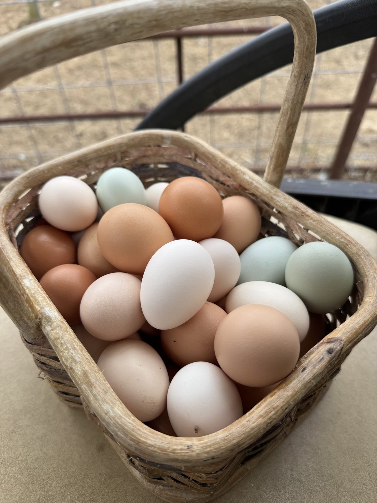 Chicken Eggs