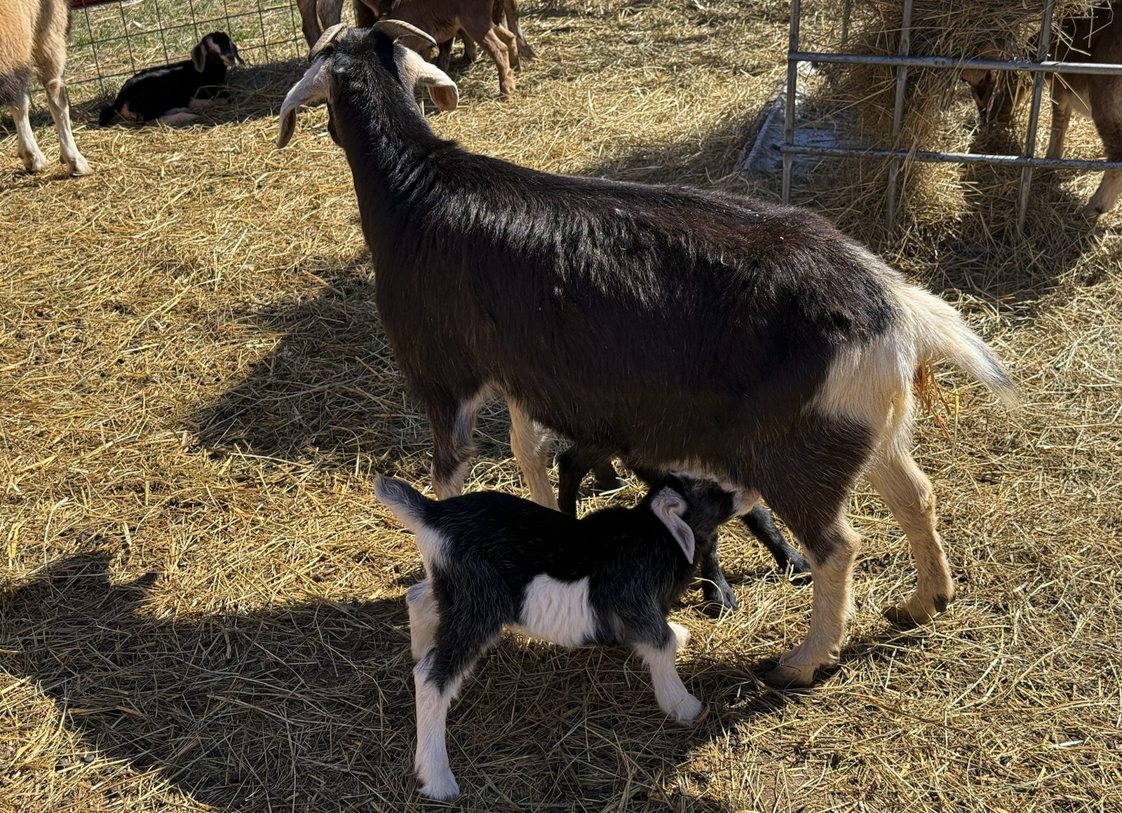 kiko nanny and twin doe/buckling, photo 2