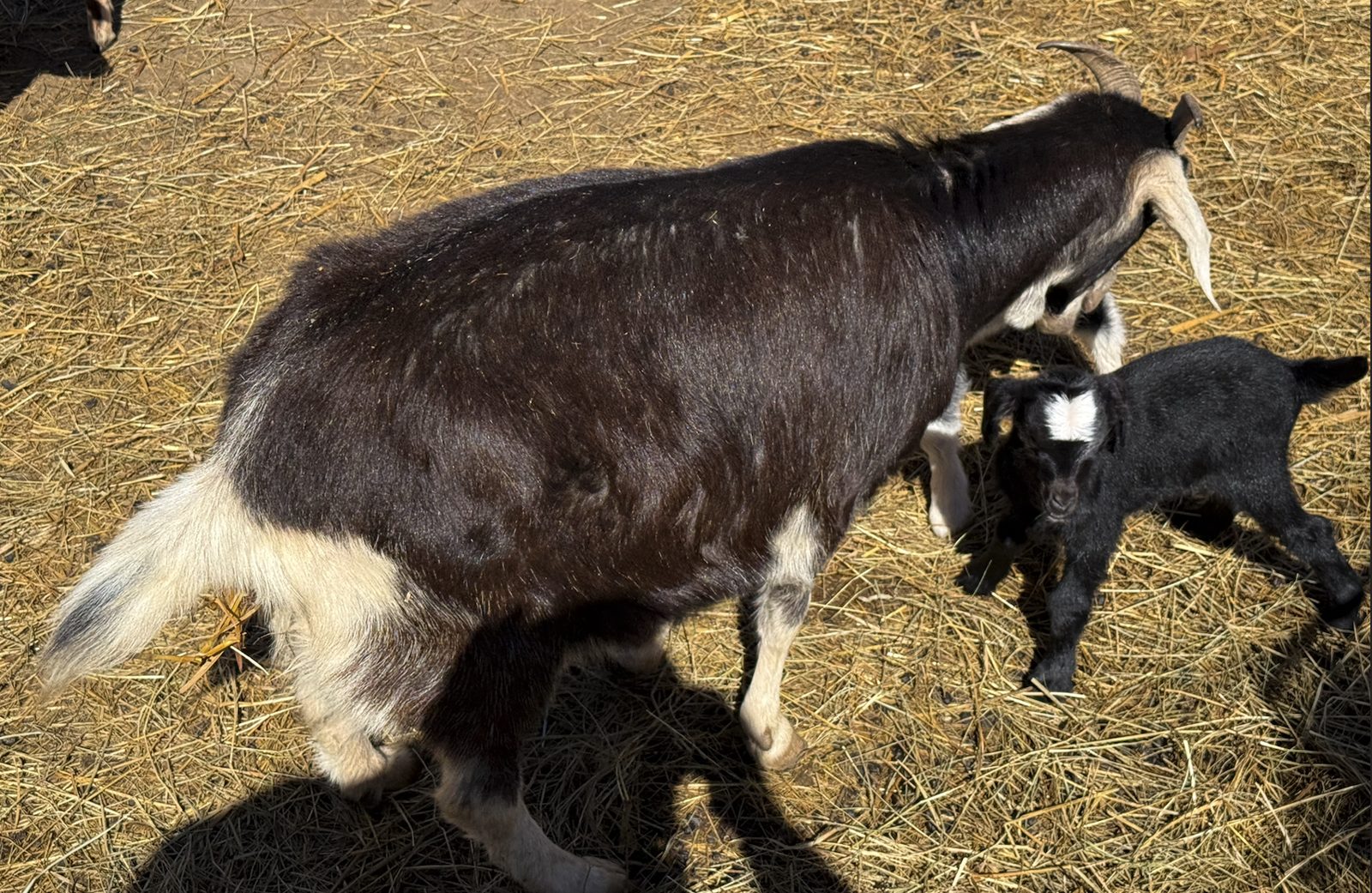 kiko nanny and twin doe/buckling, photo 3