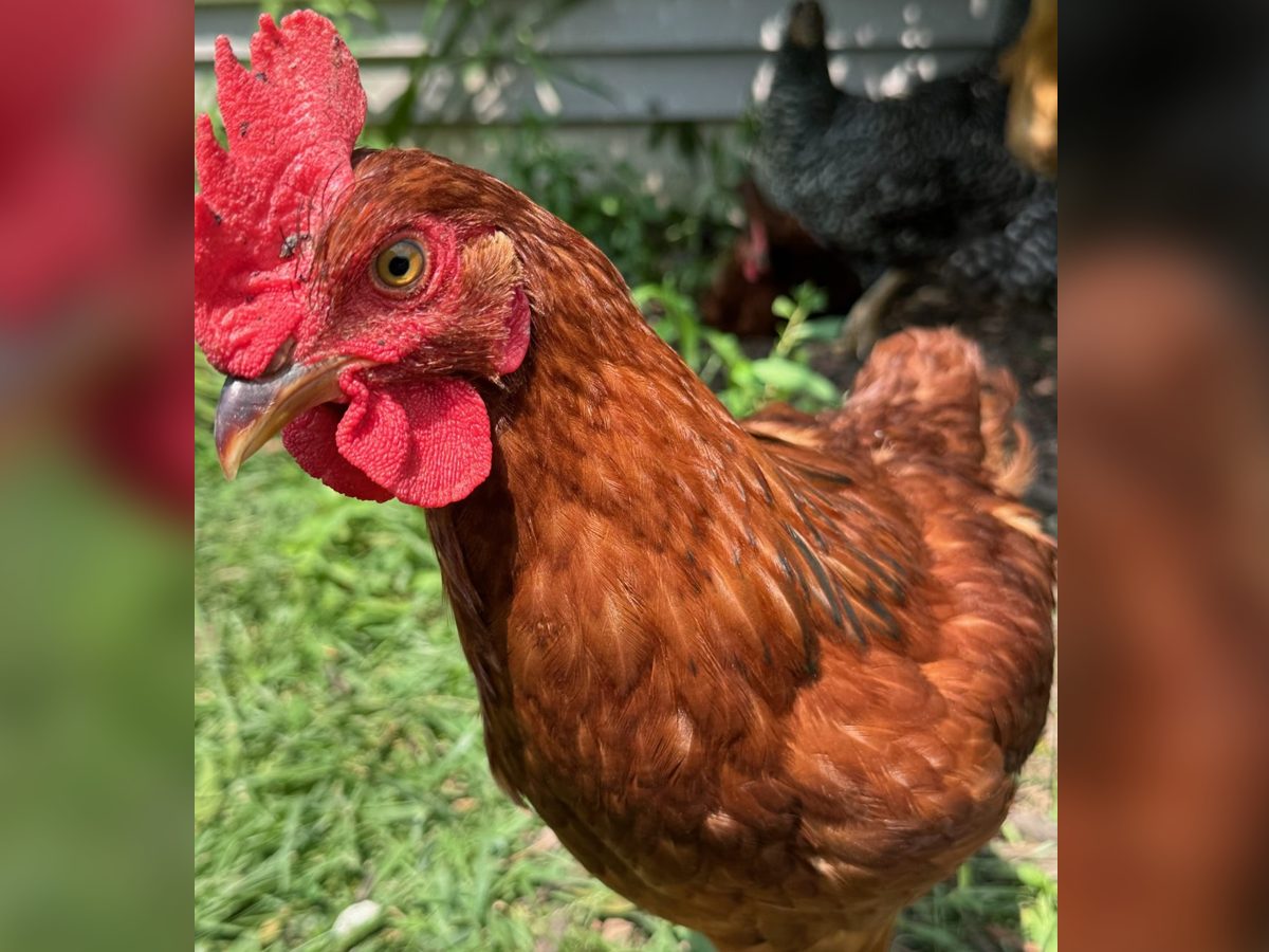 Rhode Island Red Cockerels