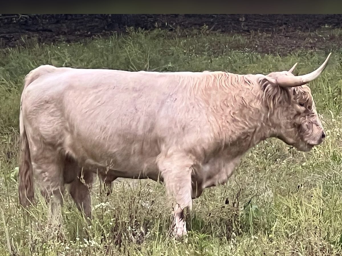 White Highland bull cowhide and skull
