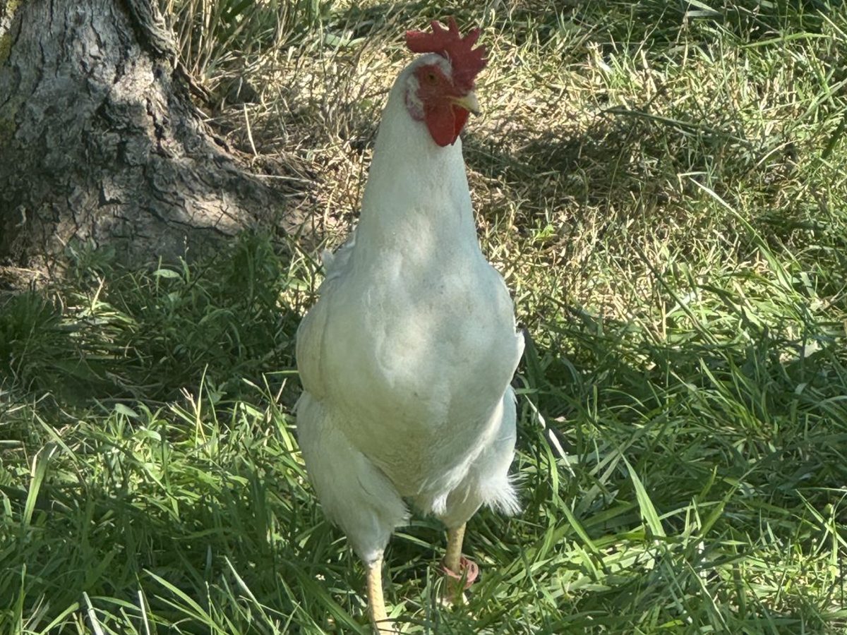 White Leghorn Hens
