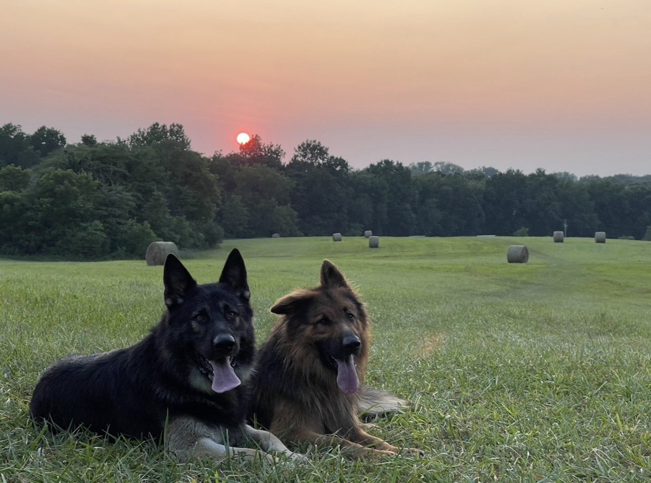 Two farm dogs resting in the hay field at sunset at JM Farm